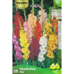 SACHET GLAIEULS x25 - LES...
