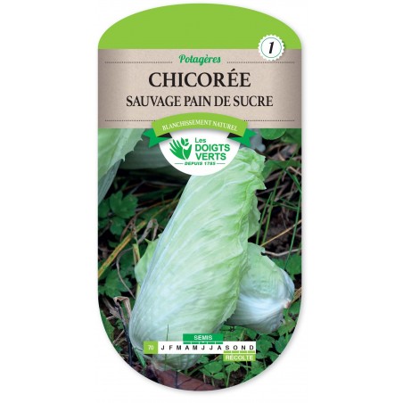 CHICOREE SAUVAGE PAIN DE SUCRE cat1 CHICOREE SAUVAGE PAIN DE SUCRE cat1