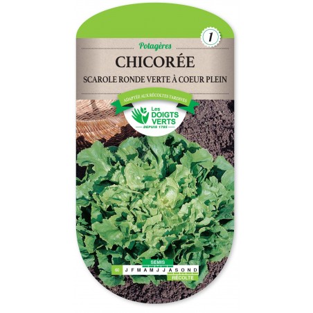 CHICOREE SCAROLE RONDE VERTE A COEUR PLEIN cat1 CHICOREE SCAROLE RONDE VERTE A COEUR PLEIN cat1