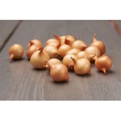 PLANTS D'OIGNONS...
