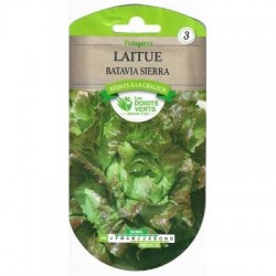 LAITUE BATAVIA SIERRA -...