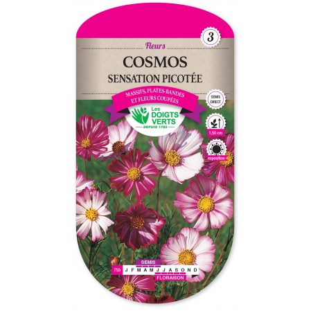 COSMOS SENSATION PICOTEE CAT3