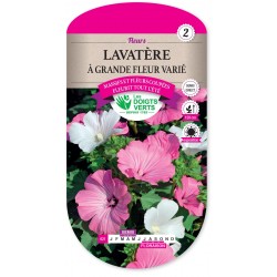 LAVATERE A GRANDE FLEUR VARIE cat2
