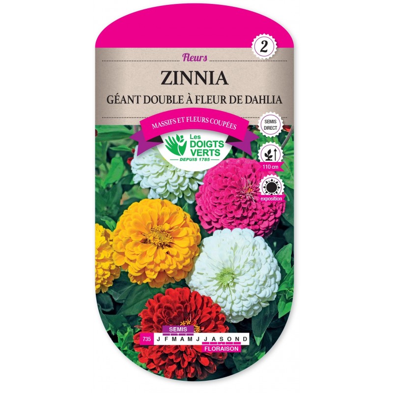 ZINNIA GÉANT DOUBLE À FLEUR DE DAHLIA cat2