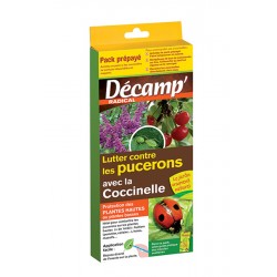 COCCINELLE BIPUNCTATA ARBRE...