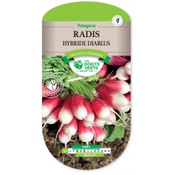 RADIS DIABLUS HYBRIDE F1 CAT 4