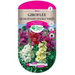 GIROFLEE QUARANTAINE DOUBLE VARIEE cat2