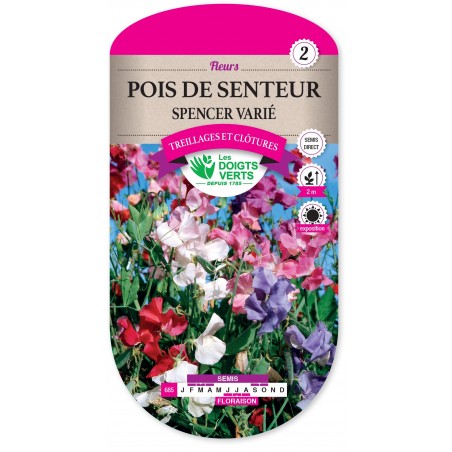 POIS DE SENTEUR SPENCER VARIE CAT2 POIS DE SENTEUR SPENCER VARIE CAT2