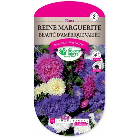 REINE MARGUERITE BEAUTÉ D’AMÉRIQUE VARIÉE cat2 REINE MARGUERITE BEAUTÉ D’AMÉRIQUE VARIÉE cat2
