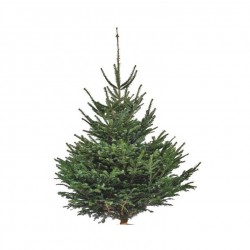 SAPIN NORDMANN COUPÉ 100-150CM