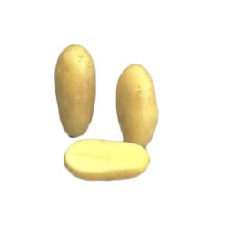 SAC 1.5KG POMME DE TERRE...