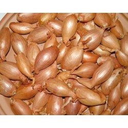 PLANTS ÉCHALOTES JERMOR...