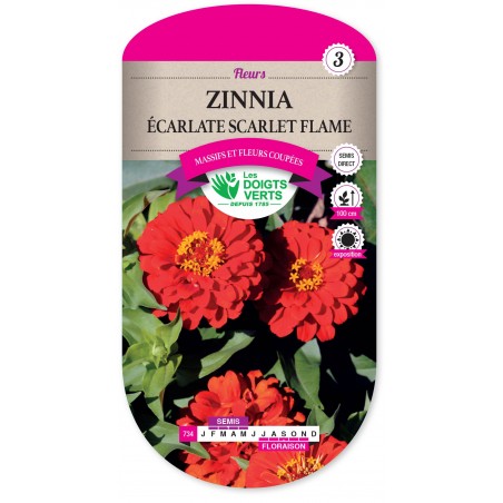 ZINNIA ECARLATE SCARLET FLAME CAT3