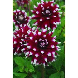 DAHLIA A PLANTER DECO MYSTERY DAY