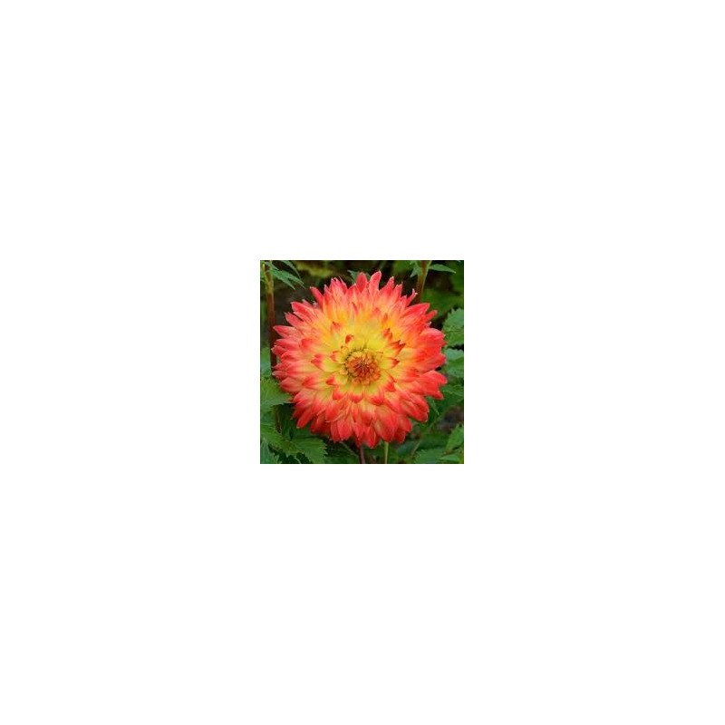 DAHLIA DECO PA PLANTER VARIETE ROCYON