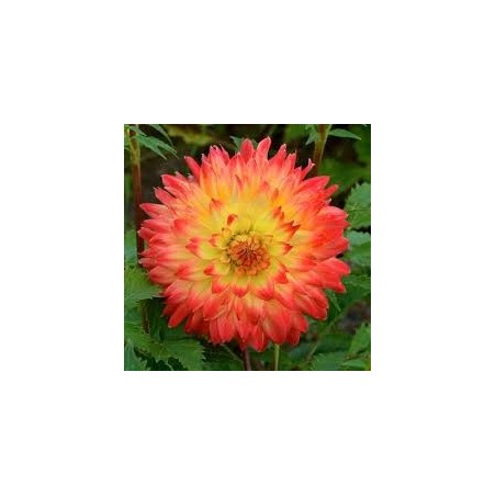 DAHLIA DECO PA PLANTER VARIETE ROCYON