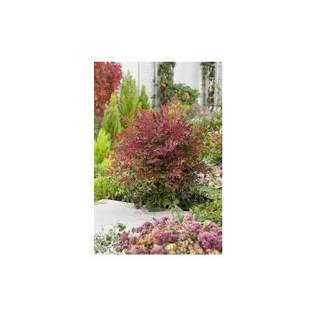 BAMBOU SACRE NANDINA DOME OBSESSED BAMBOU SACRE NANDINA DOME OBSESSED
