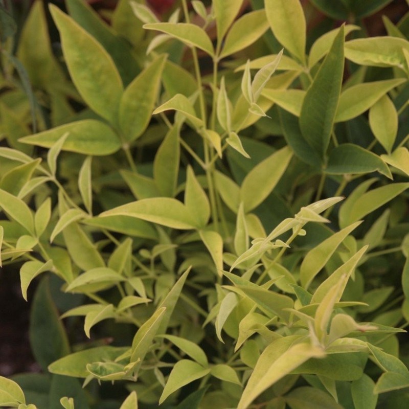 BAMBOU NANDINA DOME.MAGICAL LEMON LIME 