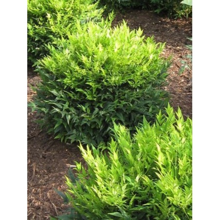 BAMBOU NANDINA DOME.MAGICAL LEMON LIME 