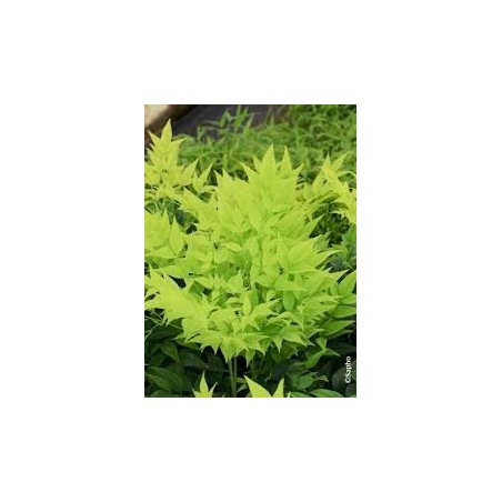 BAMBOU NANDINA DOME.MAGICAL LEMON LIME BAMBOU NANDINA DOME.MAGICAL LEMON LIME