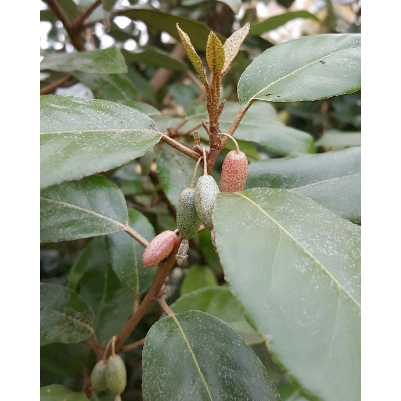 CHALEF DE EBBING ELAEAGNUS EBBINGEI C4.5 60/80