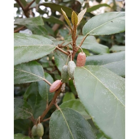 CHALEF DE EBBING ELAEAGNUS EBBINGEI C4.5 60/80 CHALEF DE EBBING ELAEAGNUS EBBINGEI C4.5 60/80