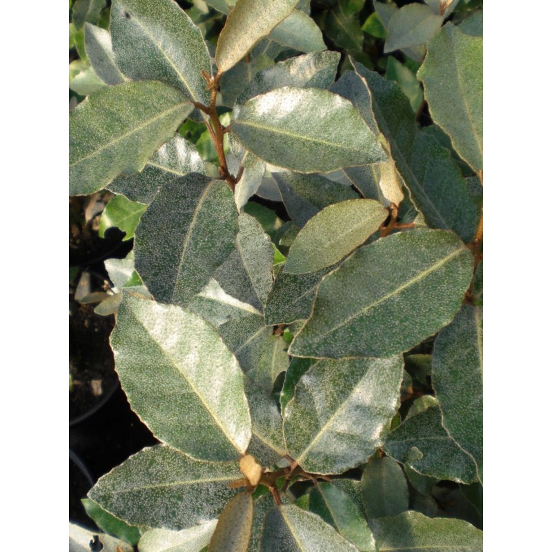 CHALEF DE EBBING ELAEAGNUS EBBINGEI C4.5 60/80