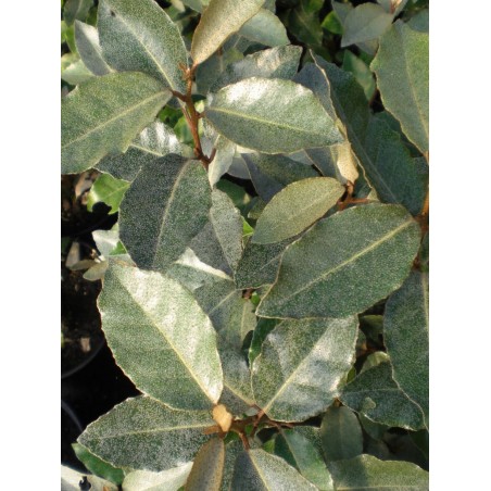 CHALEF DE EBBING ELAEAGNUS EBBINGEI C4.5 60/80 CHALEF DE EBBING ELAEAGNUS EBBINGEI C4.5 60/80