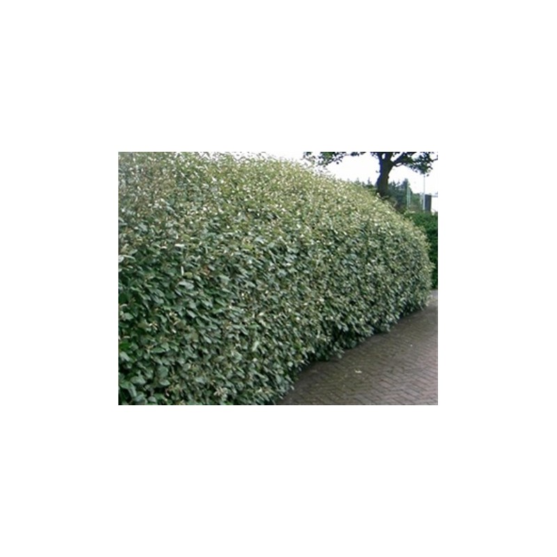 CHALEF DE EBBING ELAEAGNUS EBBINGEI C4.5 60/80