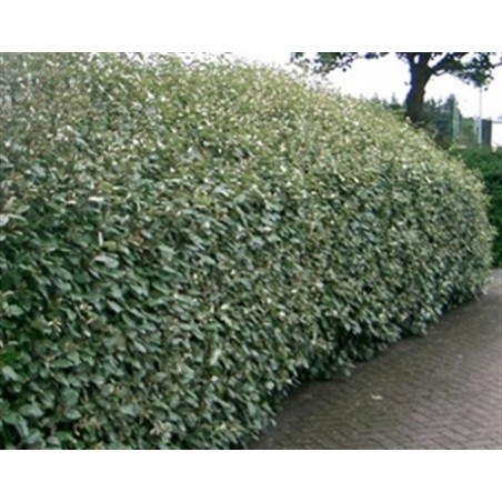 CHALEF DE EBBING ELAEAGNUS EBBINGEI C4.5 60/80 CHALEF DE EBBING ELAEAGNUS EBBINGEI C4.5 60/80