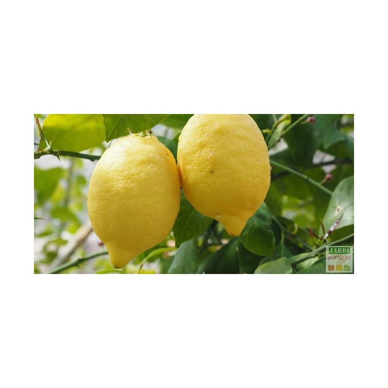 AGRUME POT 25cm (citronnier oranger pamplemousse)