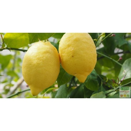 AGRUME POT 25cm (citronnier oranger pamplemousse)