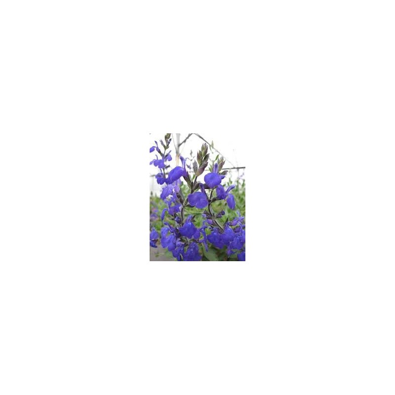 SAUGE ARBUSIVE petites fleurs SALVIA BLUE NOTE cov C4.5 TF