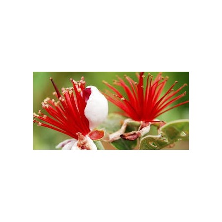 GOYAVIER DU BRESIL FEIJOA ACCA SELLOWIANA C4.5 TF/BU