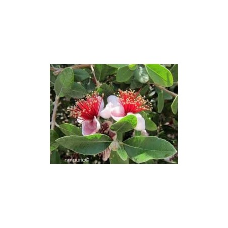 GOYAVIER DU BRESIL FEIJOA ACCA SELLOWIANA C4.5 TF/BU