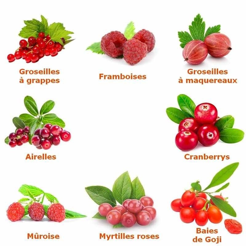 Petits fruits Framboisier rouge d'été 'Eden