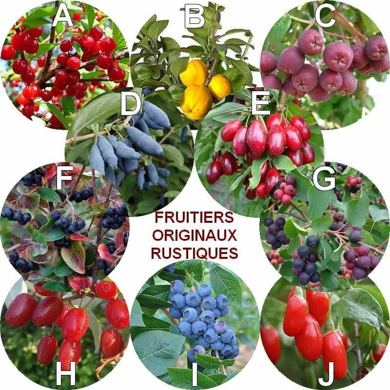 8 arbustes à petits fruits originaux - Elle Décoration