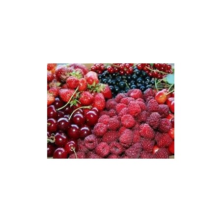 ARBUSTES PETITS FRUITS POT DE 4 LITRES