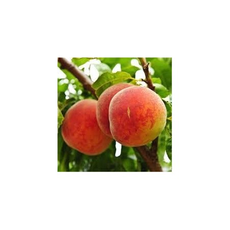 PECHER GROSSE MIGNONNE C10TG GOBELET fruitier PECHER GROSSE MIGNONNE C10TG GOBELET fruitier