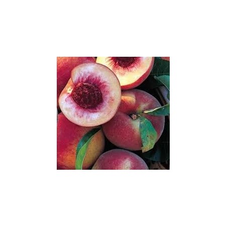 PECHER GROSSE MIGNONNE C10TG GOBELET fruitier PECHER GROSSE MIGNONNE C10TG GOBELET fruitier