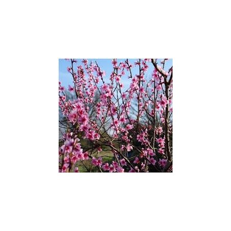 PECHER GROSSE MIGNONNE C10TG GOBELET fruitier PECHER GROSSE MIGNONNE C10TG GOBELET fruitier