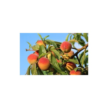 PECHER GROSSE MIGNONNE C10TG GOBELET fruitier PECHER GROSSE MIGNONNE C10TG GOBELET fruitier