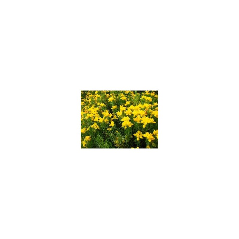GENET D ESPAGNE GENISTA HISPANICA pot 2 litres