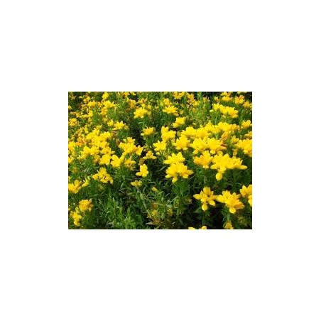 GENET D ESPAGNE GENISTA HISPANICA pot 2 litres GENET D ESPAGNE GENISTA HISPANICA pot 2 litres