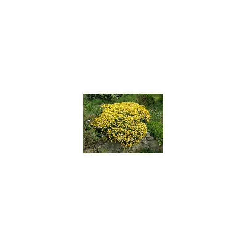GENET D ESPAGNE GENISTA HISPANICA pot 2 litres
