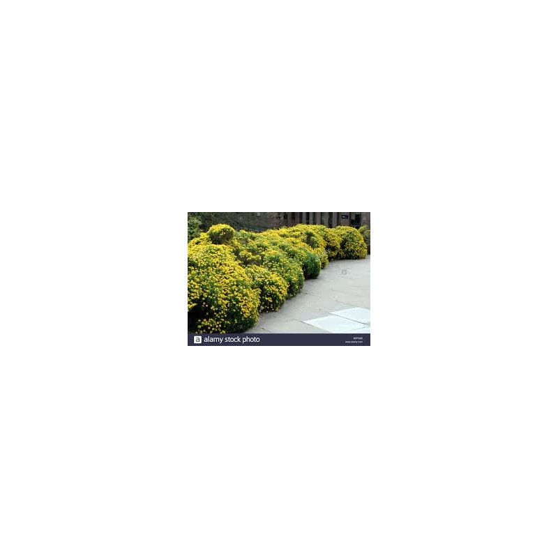 GENET D ESPAGNE GENISTA HISPANICA pot 2 litres