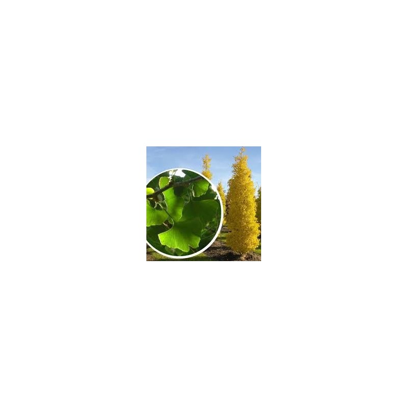 GINKGO BILOBA ARBRE AUX 40 ECUS pot de 15 litres