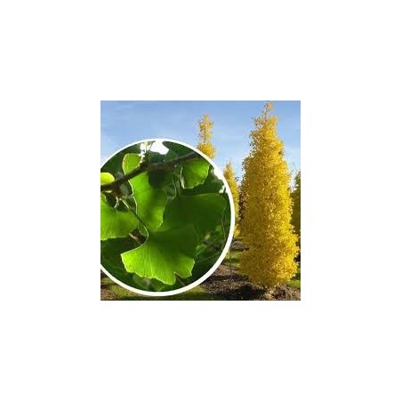 GINKGO BILOBA ARBRE AUX 40 ECUS pot de 15 litres GINKGO BILOBA ARBRE AUX 40 ECUS pot de 15 litres