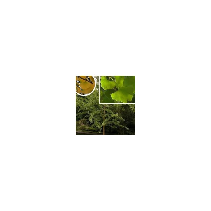 GINKGO BILOBA ARBRE AUX 40 ECUS pot de 15 litres