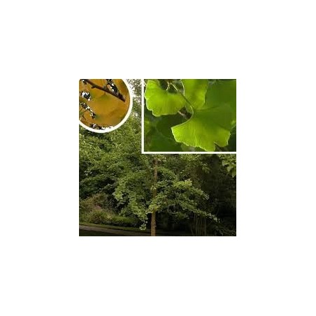 GINKGO BILOBA ARBRE AUX 40 ECUS pot de 15 litres GINKGO BILOBA ARBRE AUX 40 ECUS pot de 15 litres